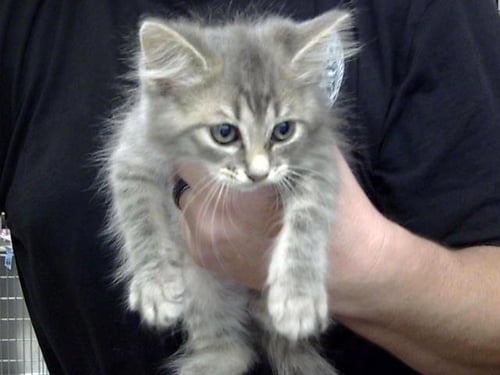 A186903 - Domestic Long Hair available for adoption