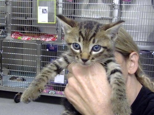 A187330 - Domestic Short Hair available for adoption