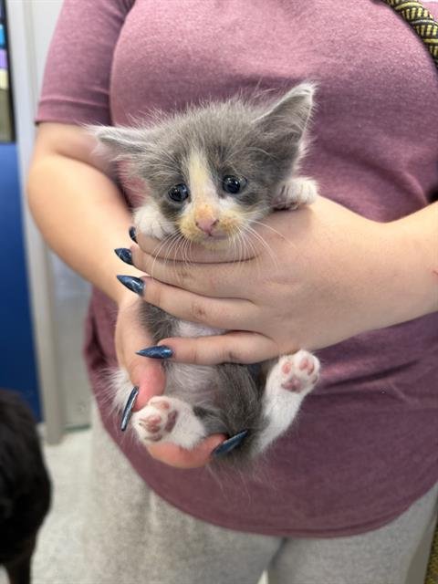 A187925 - Domestic Short Hair available for adoption