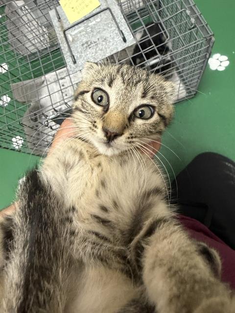 A189119 - Domestic Short Hair available for adoption