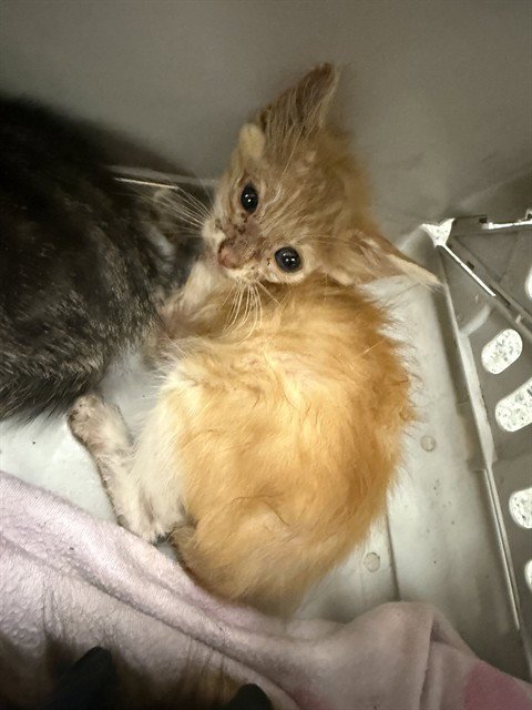 A186526 - Domestic Short Hair available for adoption