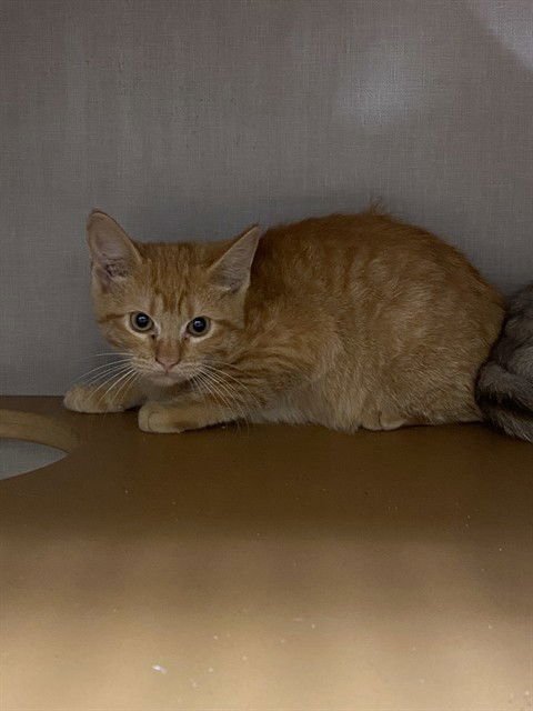 A182702 - Domestic Short Hair available for adoption