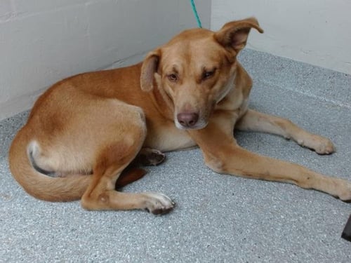 TANGO - German Shepherd Dog / Labrador Retriever available for adoption