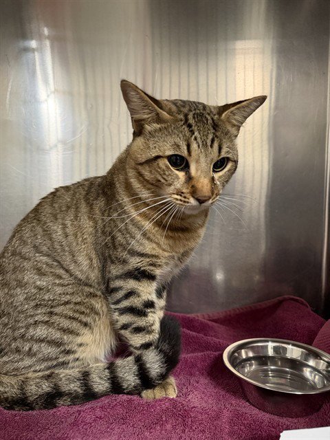 A189026 - Domestic Short Hair available for adoption