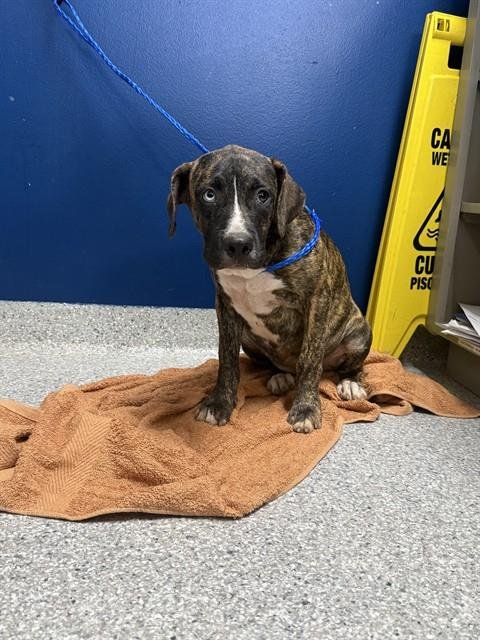A187410 - American Pit Bull Terrier available for adoption