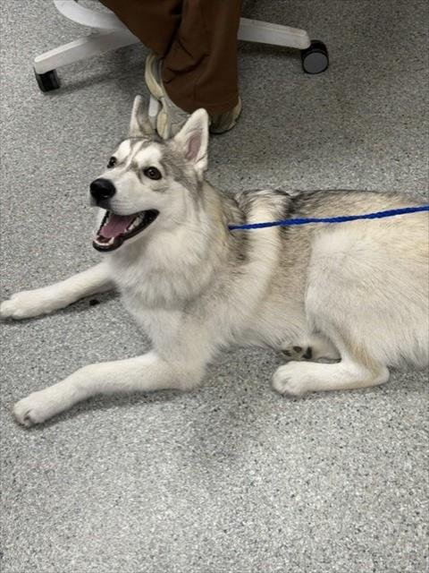 ZEUS - Siberian Husky available for adoption
