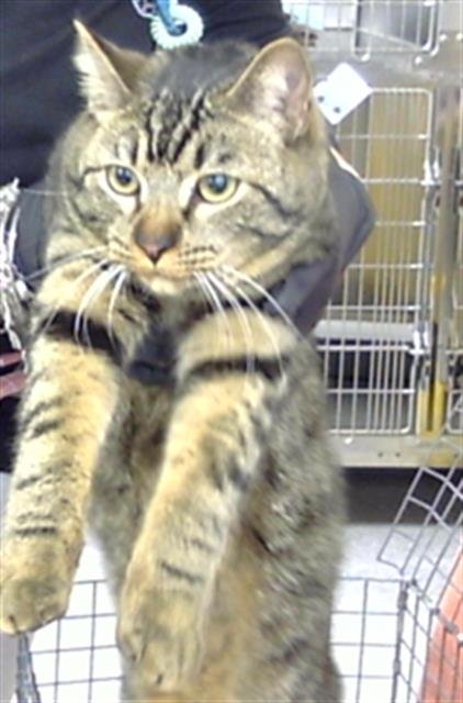 A183790 - Domestic Short Hair available for adoption