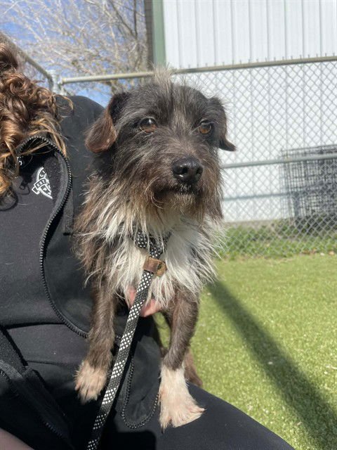 A182735 - Cairn Terrier available for adoption
