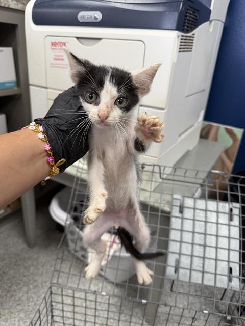 A186643 - Domestic Short Hair available for adoption