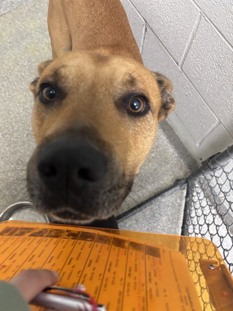 BRONCO - American Pit Bull Terrier / German Shepherd Dog available for adoption