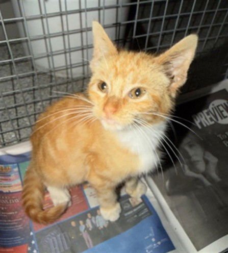 CARROT - Domestic Short Hair available for adoption