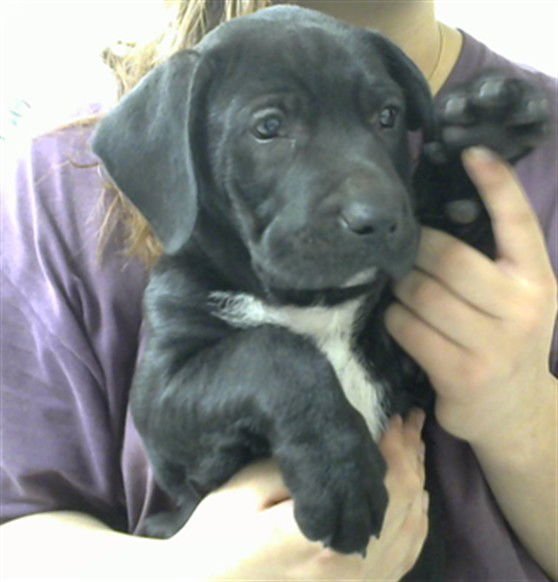 BANE - Labrador Retriever available for adoption