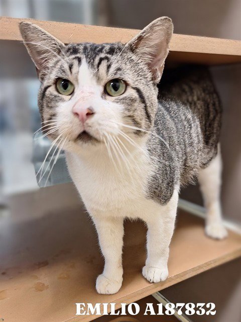 EMILIO - Domestic Short Hair available for adoption