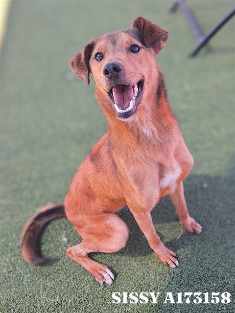 SISSY - Labrador Retriever available for adoption