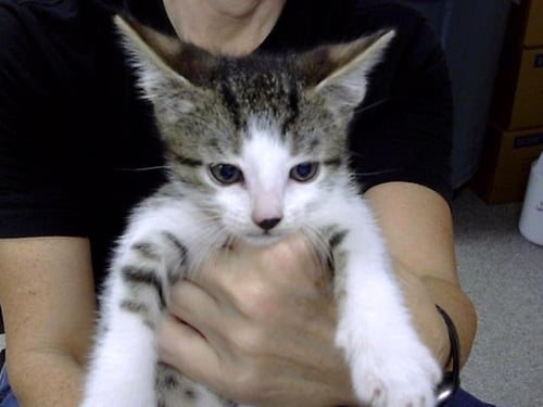 A187492 - Domestic Short Hair available for adoption