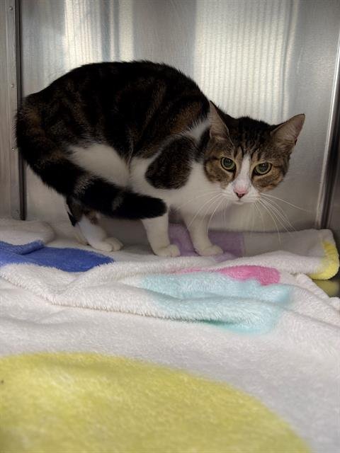 A187931 - Domestic Short Hair available for adoption