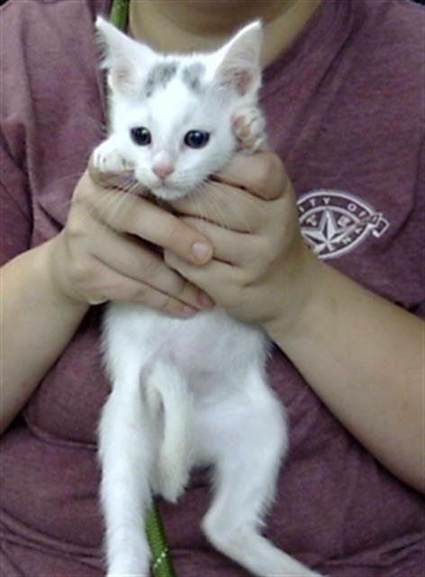 A189001 - Domestic Short Hair available for adoption