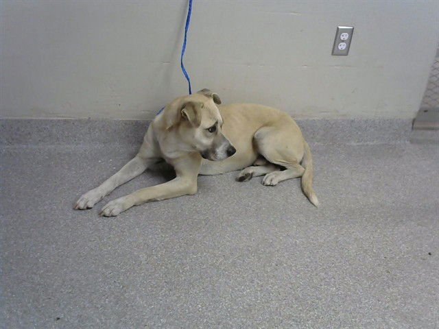 MOUSEY - Labrador Retriever available for adoption