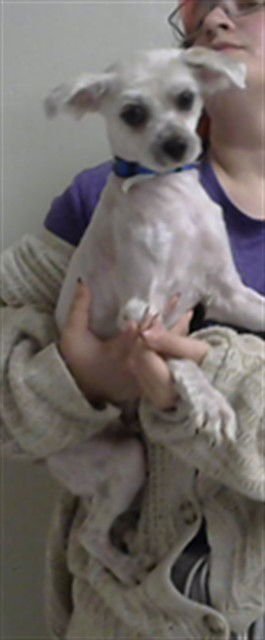 A183795 - Lhasa Apso available for adoption