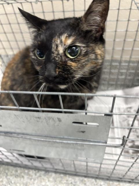 MINA - Domestic Short Hair available for adoption