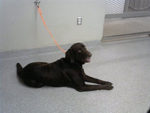 A189011 - Labrador Retriever available for adoption