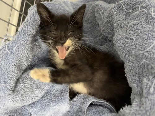 DUCHESS - Domestic Short Hair for adoption in Pasadena