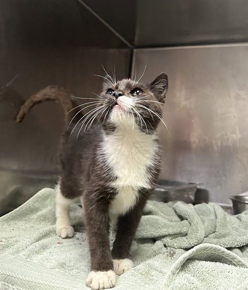 DUKE - Domestic Short Hair for adoption in Pasadena