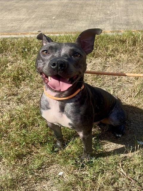 JEFFIE - American Staffordshire Terrier available for adoption