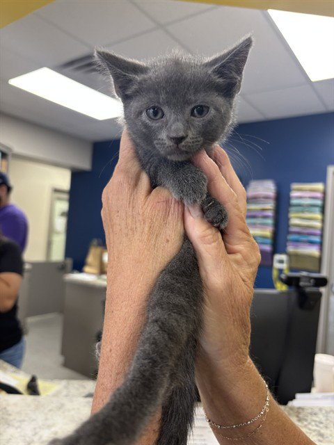 A188626 - Domestic Short Hair available for adoption