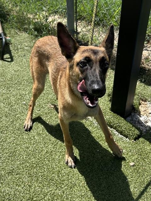 SALLY - Belgian Shepherd Malinois available for adoption