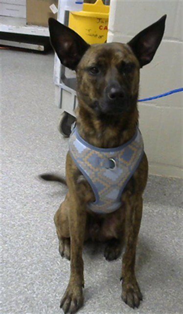 WINNIE - Dutch Shepherd available for adoption