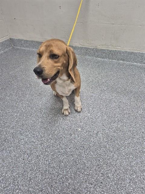 A187953 - Beagle available for adoption