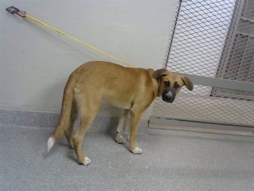 TIFF - Black Mouth Cur available for adoption
