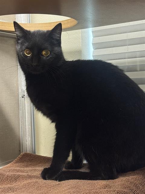 VELVET - Domestic Medium Hair available for adoption