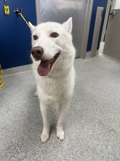 SIMO - Siberian Husky available for adoption