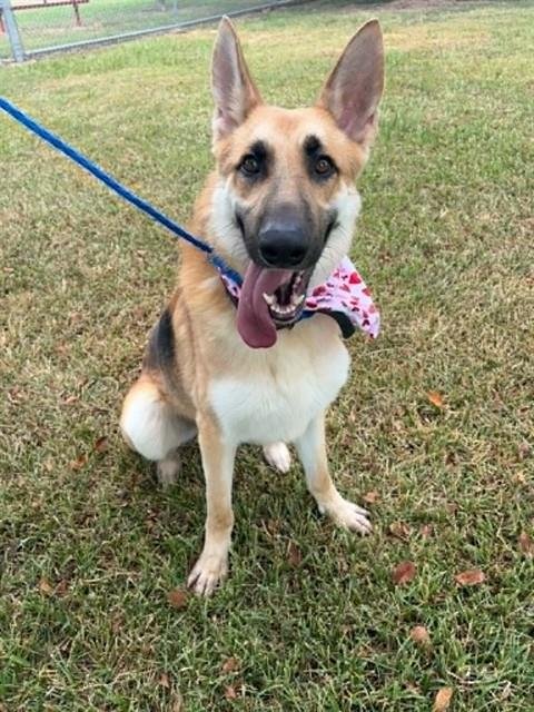 DENNIS - German Shepherd Dog available for adoption