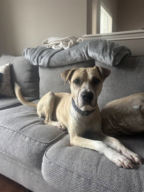 MOUSEY - Labrador Retriever available for adoption