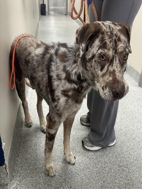 YETI - Catahoula Leopard Dog available for adoption