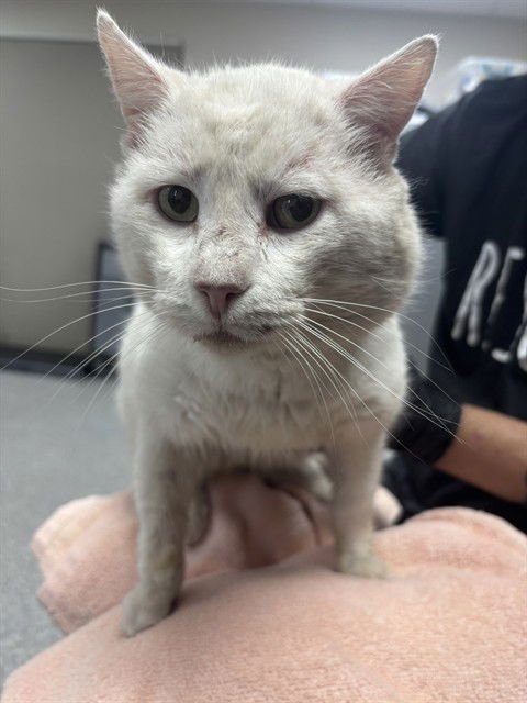 DWIGHT - Domestic Short Hair available for adoption