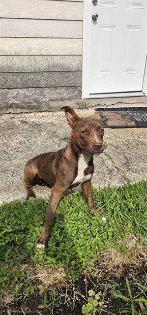 MARLEY - American Pit Bull Terrier available for adoption