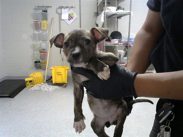 A182844 - American Pit Bull Terrier available for adoption