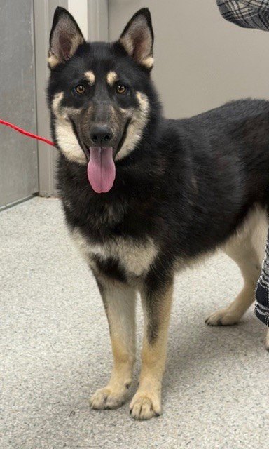 TRIGGER - German Shepherd Dog / Siberian Husky available for adoption