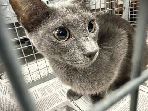 A186465 - Domestic Short Hair available for adoption