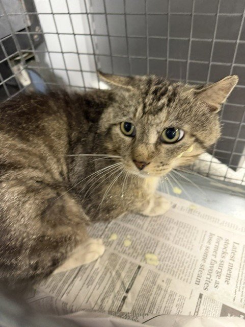 MR CHEEZENUT - Domestic Short Hair for adoption in Pasadena