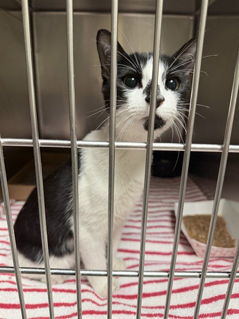 A187123 - Domestic Short Hair available for adoption