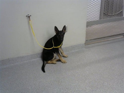 ELIZA - German Shepherd Dog available for adoption