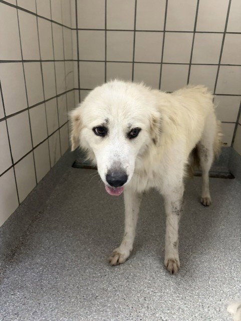 HARLOW - Great Pyrenees available for adoption
