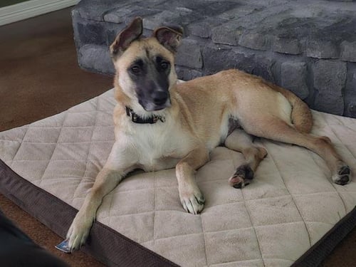 ELLA - German Shepherd Dog for adoption in Pasadena