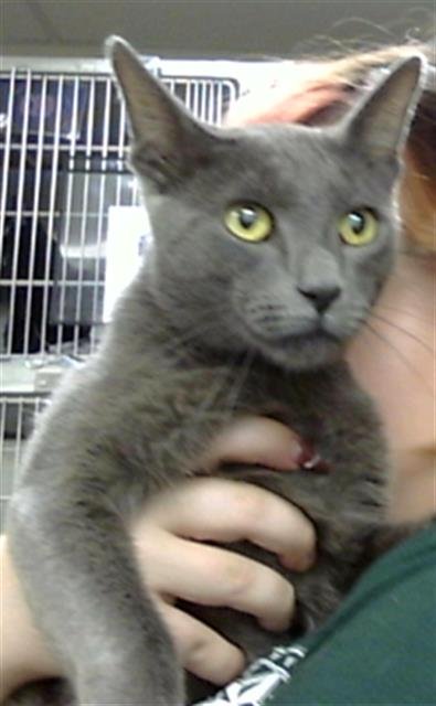 ASH - Domestic Short Hair available for adoption