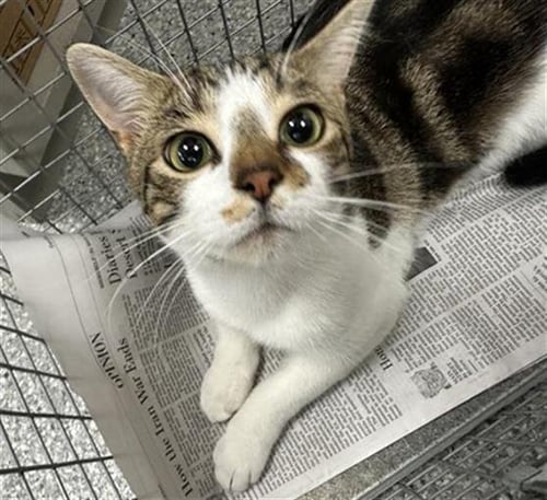 BUFORD - Domestic Short Hair available for adoption